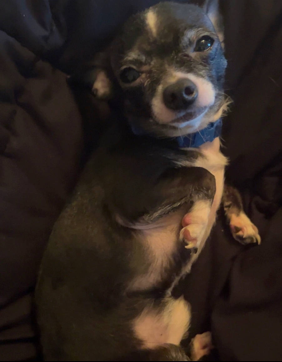 Paco joined the competition — help win amazing prizes! canidae, carnivore, companion_dog, darkness, dog, dog_breed, ear, fawn, fur, guard_dog, non_sporting_group, snout, sporting_group, toy_dog, whiskers, working_animal, working_dog