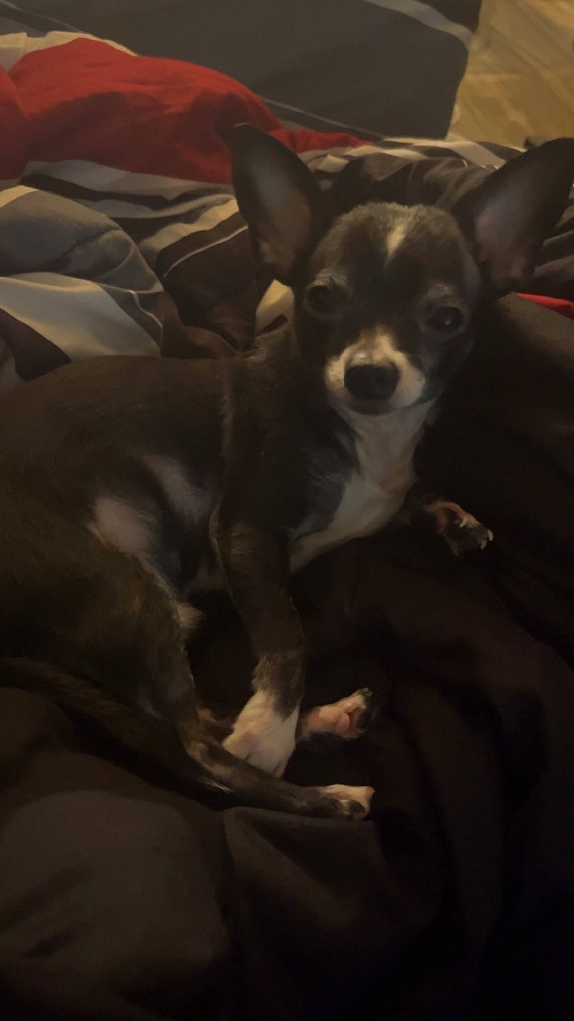 Paco is registered to the contest to win money with this photo: canidae, carnivore, comfort, companion_dog, corgi_chihuahua, couch, darkness, dog, dog_breed, ear, fawn, fur, linens, non_sporting_group, puppy, russkiy_toy, sporting_group, toy_dog, whiskers, working_animal