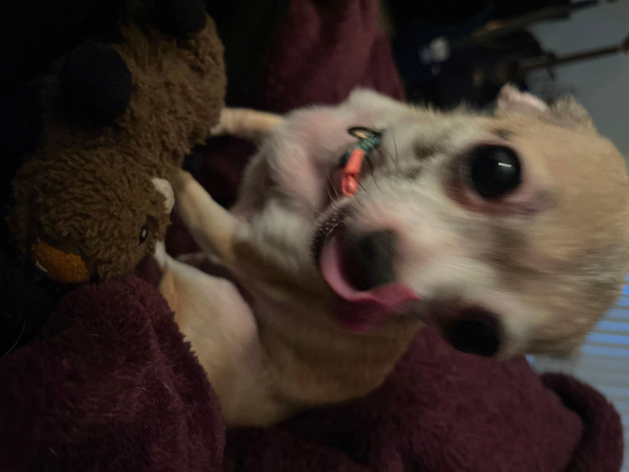 Bonita is registered to the contest to win money with this photo: canidae, carnivore, companion_dog, dog, dog_breed, eye, eyelash, eyewear, fawn, felidae, fur, paw, puppy, puppy_love, selfie, small_to_medium_sized_cats, sporting_group, toy_dog, whiskers, working_animal