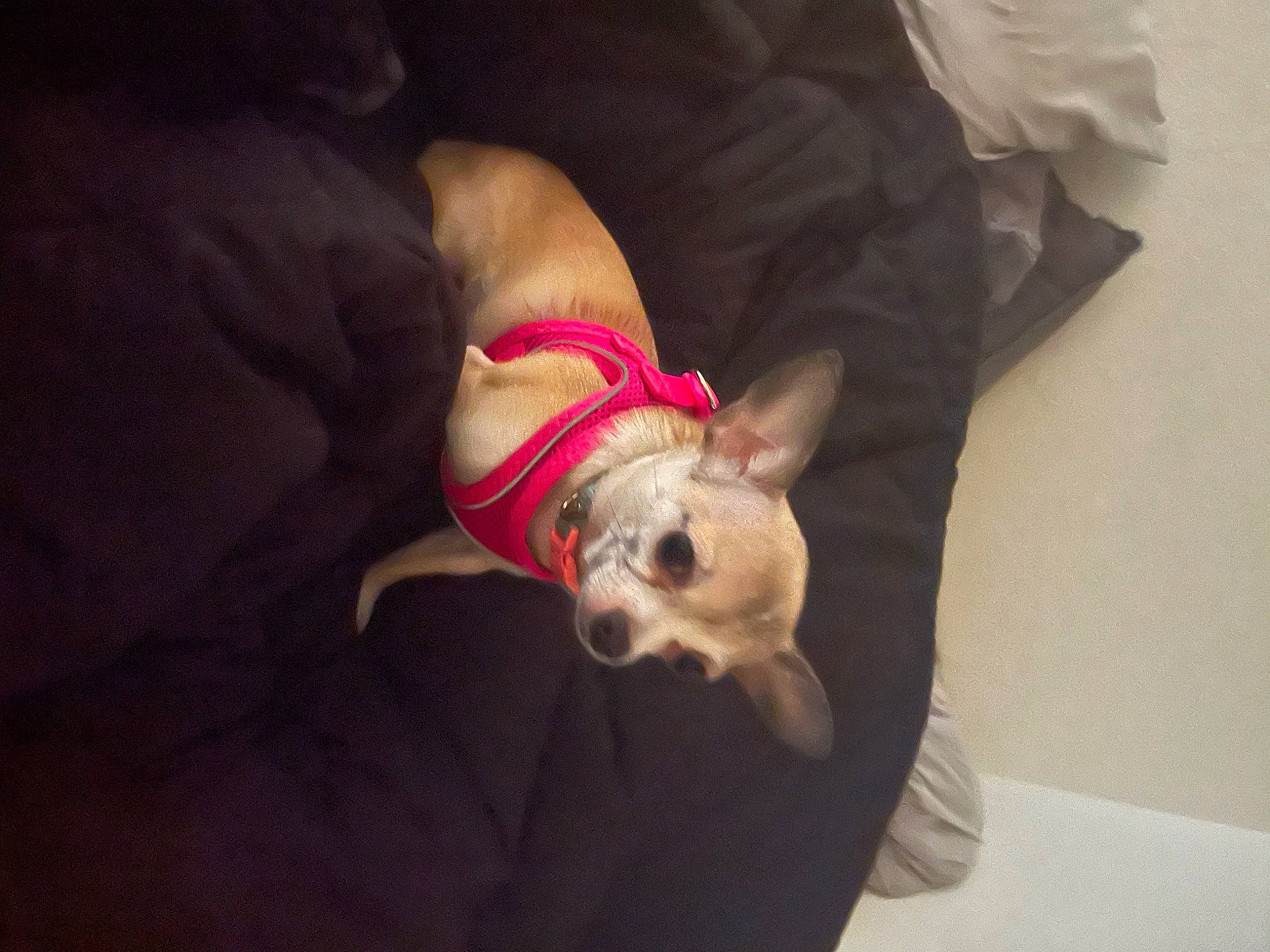 Bonita is registered to the contest to win money with this photo: carnivore, chihuahua, comfort, companion_dog, dog, dog_breed, dog_clothes, dog_supply, fawn, linens, nap, paw, pet_supply, puppy_love, snout, sporting_group, toy_dog, watch, whiskers, working_animal