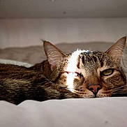 Ollie joined the competition — help win amazing prizes! cat, tabby, resting, sunlight, indoor, pet, feline, closeup, relaxed, cozy, sleepy, animal, whiskers, ears, fur, bed, soft, comfort, domestic, quiet