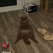 Jameson joined the competition — help win amazing prizes! cat, floor, slippers, ball, sneakers, cat_tree, indoor, relaxed, funny_pose, furniture, wooden_floor, pet, home, animal, fur, tail, ears, box, door, carpet