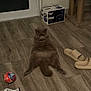 cat, floor, slippers, ball, sneakers, cat_tree, indoor, relaxed, funny_pose, furniture, wooden_floor, pet, home, animal, fur, tail, ears, box, door, carpet