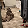 cat, gray_cat, indoor, floor, laundry_basket, cat_tree, pet_toy, wooden_floor, relaxed, sitting, plush, furniture, home, cozy, animal, pet, quiet, cute, lazy, grumpy_cat