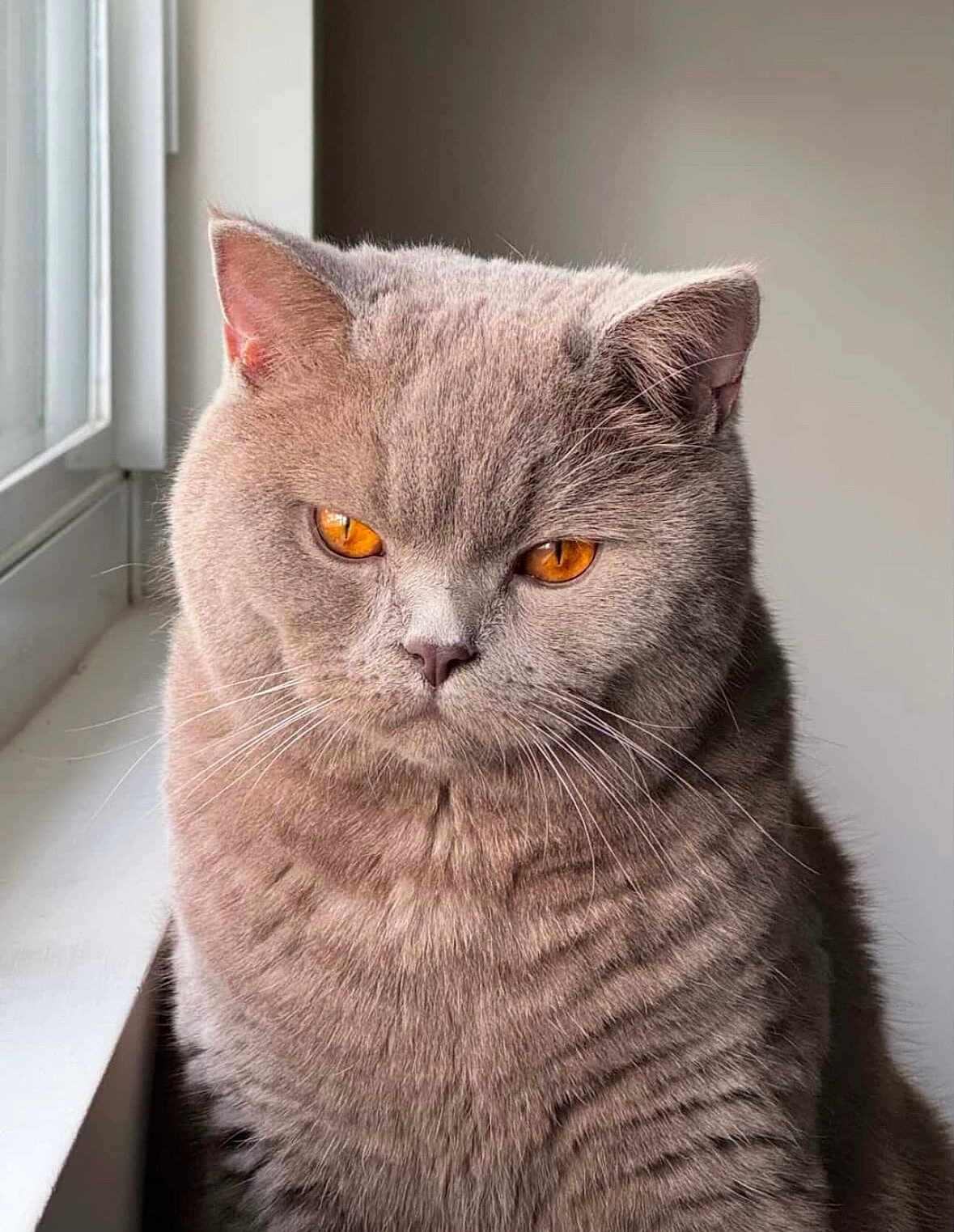 Jameson is registered to the contest to win money with this photo: cat, grey_cat, amber_eyes, feline, pet, indoor, window, fur, whiskers, portrait, animal, closeup, serious_expression, sitting, soft_light, domestic_cat, cute, fluffy, calm, furry