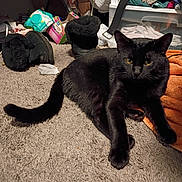 Mister Jinx joined the competition — help win amazing prizes! black_cat, blanket, boots, carpet, cat, clutter, fur, indoor, lying_down, messy_room, paws, pet, plastic_packaging, relaxed, slippers, storage_bin, tail, towel, whiskers, yellow_eyes