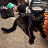 black_cat, blanket, boots, carpet, cat, clutter, fur, indoor, lying_down, messy_room, paws, pet, plastic_packaging, relaxed, slippers, storage_bin, tail, towel, whiskers, yellow_eyes