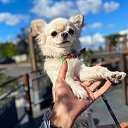 Douglas participe au concours pour gagner de l'argent avec cette photo : animal, blurred_background, chihuahua, clouds, collar, cute, daytime, dog, ears, fur, hand, leash, nails, outdoor, pet, portrait, sky, small_dog, sunlight, white_fur