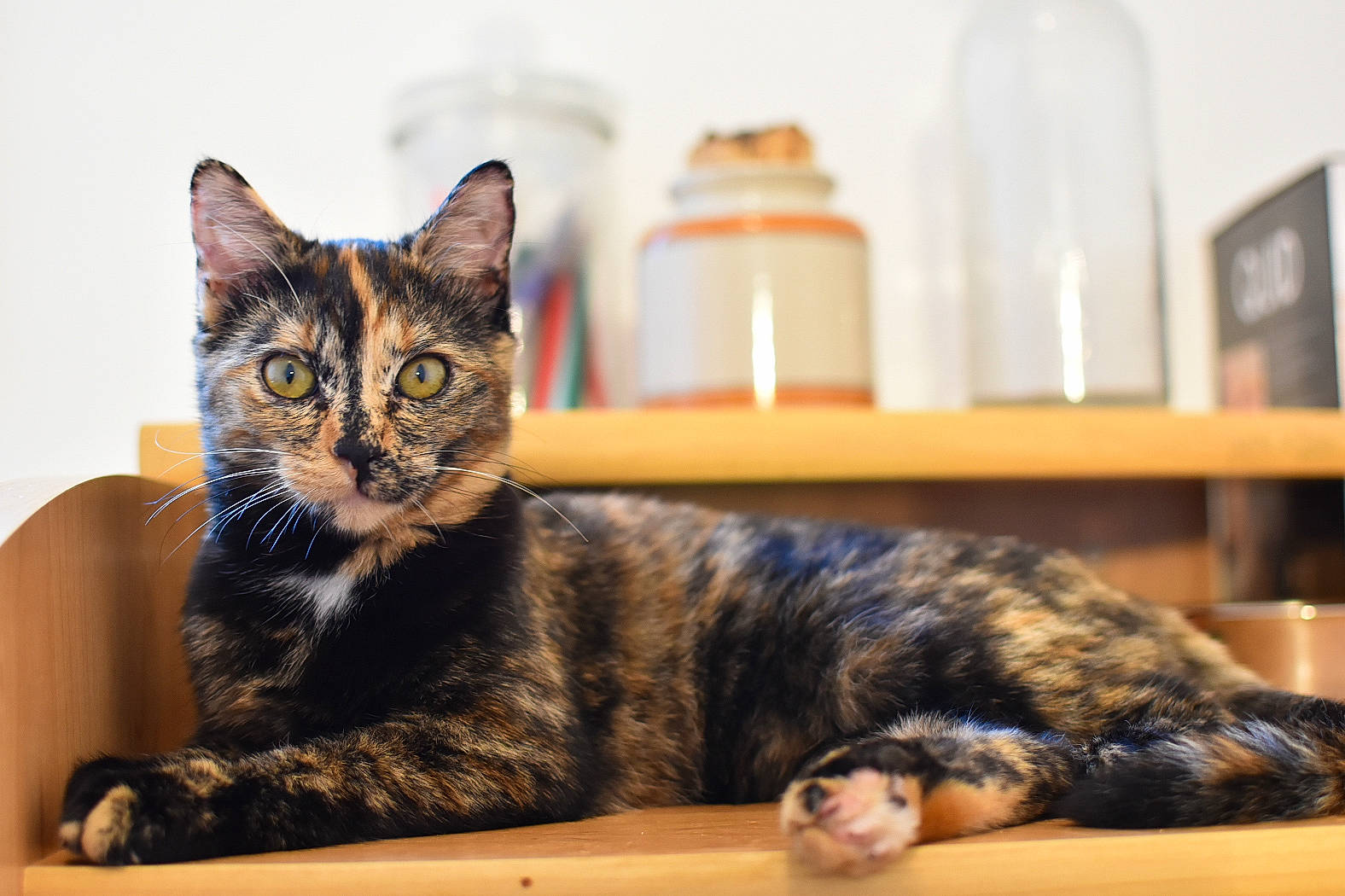 Pandore a rejoint le concours — aidez-le/la à gagner de superbes lots ! american_shorthair, american_wirehair, asian, california_spangled, carnivore, cat, domestic_short_haired_cat, dragon_li, european_shorthair, eye, felidae, fur, kitten, mammal, sitting, small_to_medium_sized_cats, tabby_cat, toyger, vertebrate, whiskers