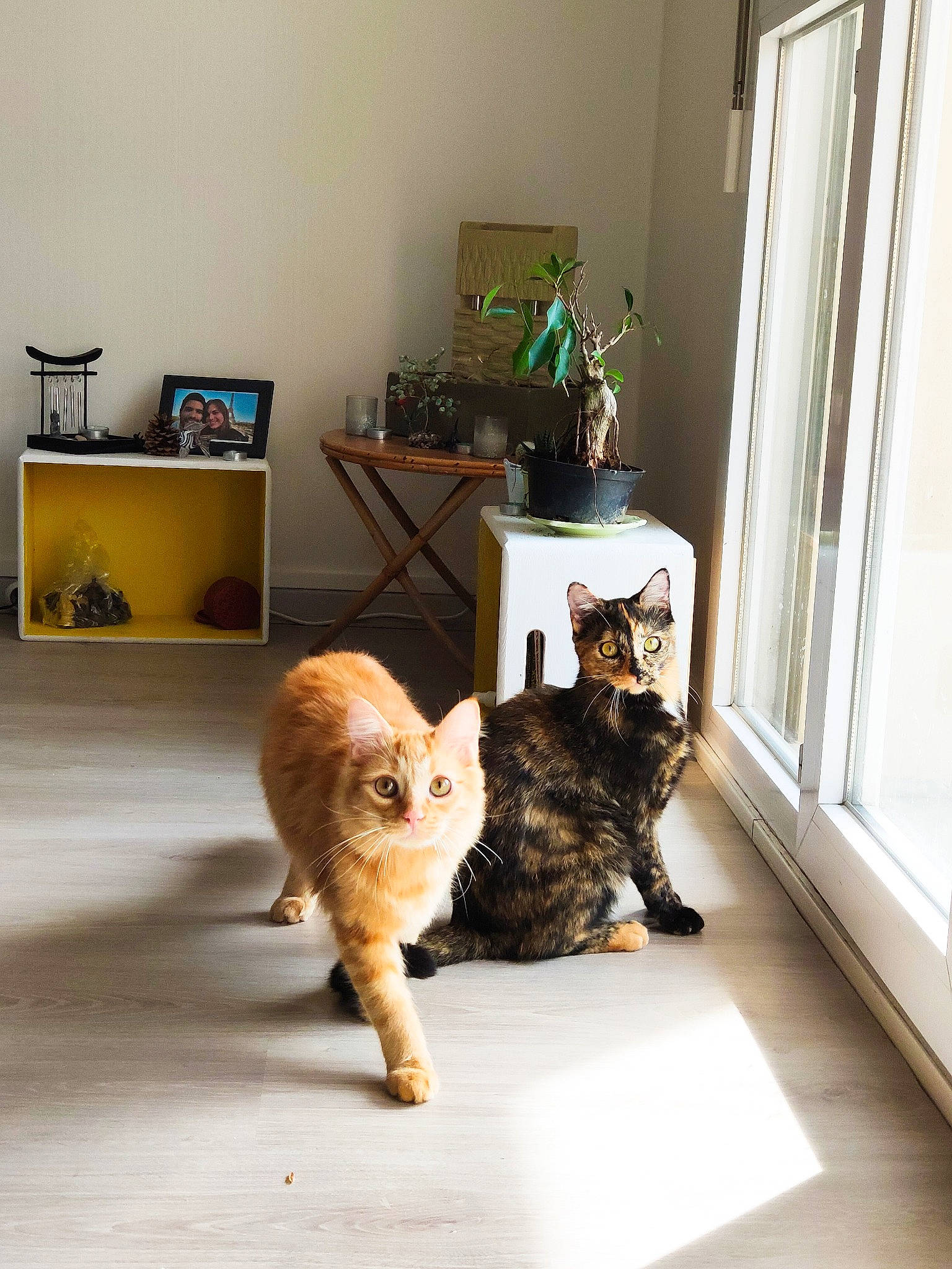Pandore a rejoint le concours — aidez-le/la à gagner de superbes lots ! carnivore, cat, domestic_short_haired_cat, european_shorthair, felidae, floor, flooring, fur, home, house, kitten, kurilian_bobtail, maine_coon, norwegian_forest_cat, room, small_to_medium_sized_cats, tabby_cat, whiskers, window