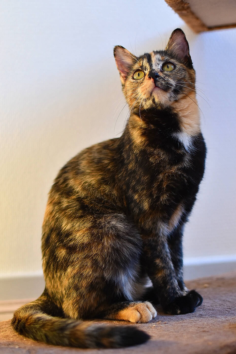 Pandore a rejoint le concours — aidez-le/la à gagner de superbes lots ! american_wirehair, arabian_mau, asian, carnivore, cat, domestic_short_haired_cat, dragon_li, european_shorthair, eye, felidae, fur, german_rex, kitten, mammal, sitting, small_to_medium_sized_cats, tabby_cat, tail, vertebrate, whiskers