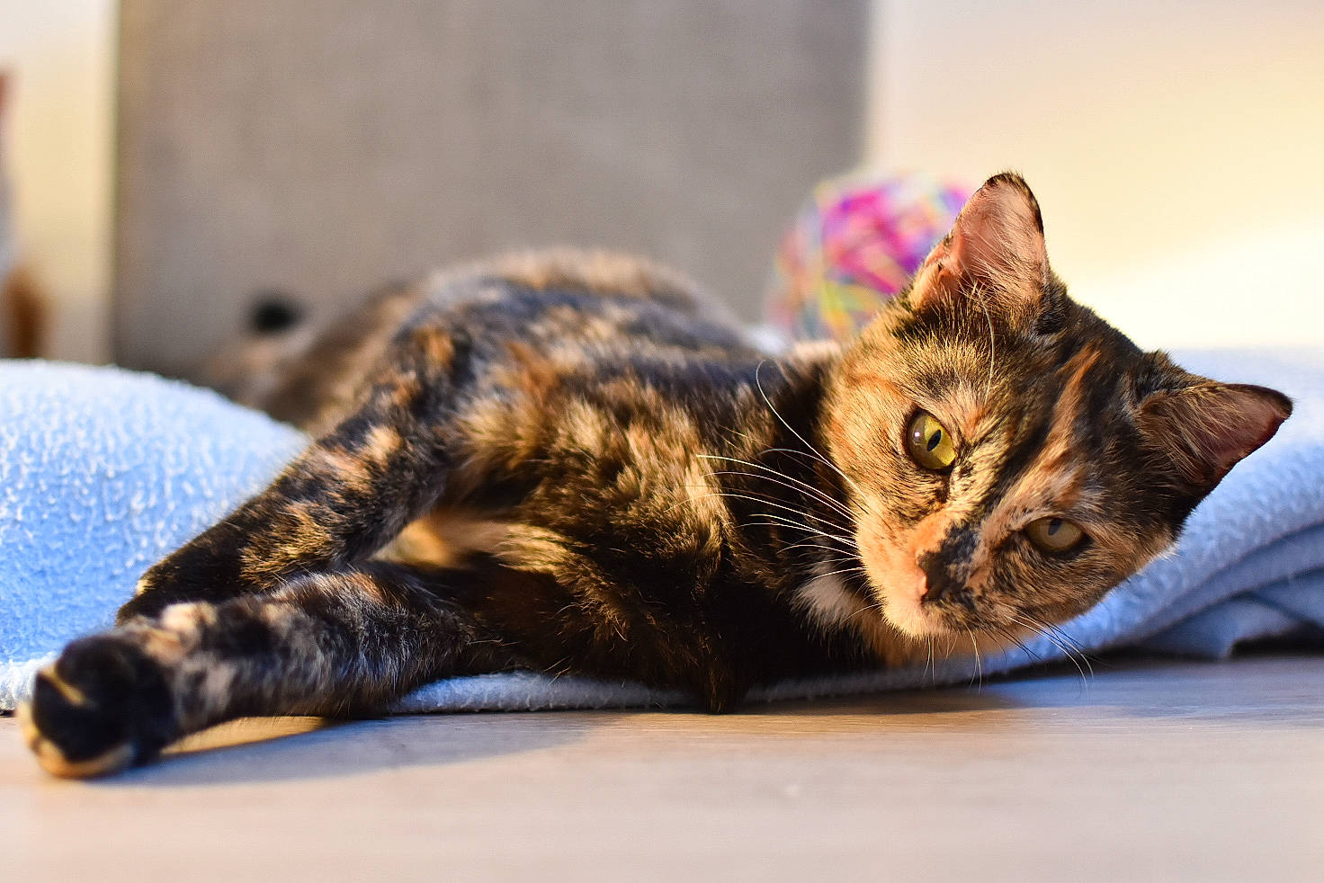 Pandore participe au concours pour gagner de l'argent avec cette photo : american_shorthair, asian, california_spangled, carnivore, cat, domestic_short_haired_cat, dragon_li, european_shorthair, eye, felidae, fur, kitten, mammal, nap, paw, small_to_medium_sized_cats, snout, tabby_cat, toyger, whiskers