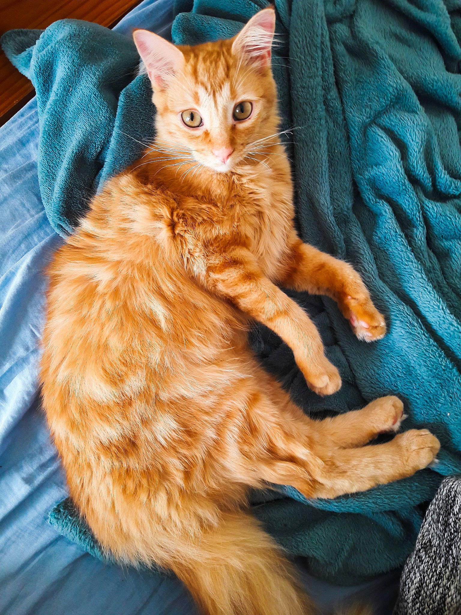 Pichu a rejoint le concours — aidez-le/la à gagner de superbes lots ! asian, australian_mist, carnivore, cat, claw, cymric, domestic_short_haired_cat, european_shorthair, fawn, felidae, fur, german_rex, kitten, mammal, pixie_bob, small_to_medium_sized_cats, somali, tabby_cat, vertebrate, whiskers