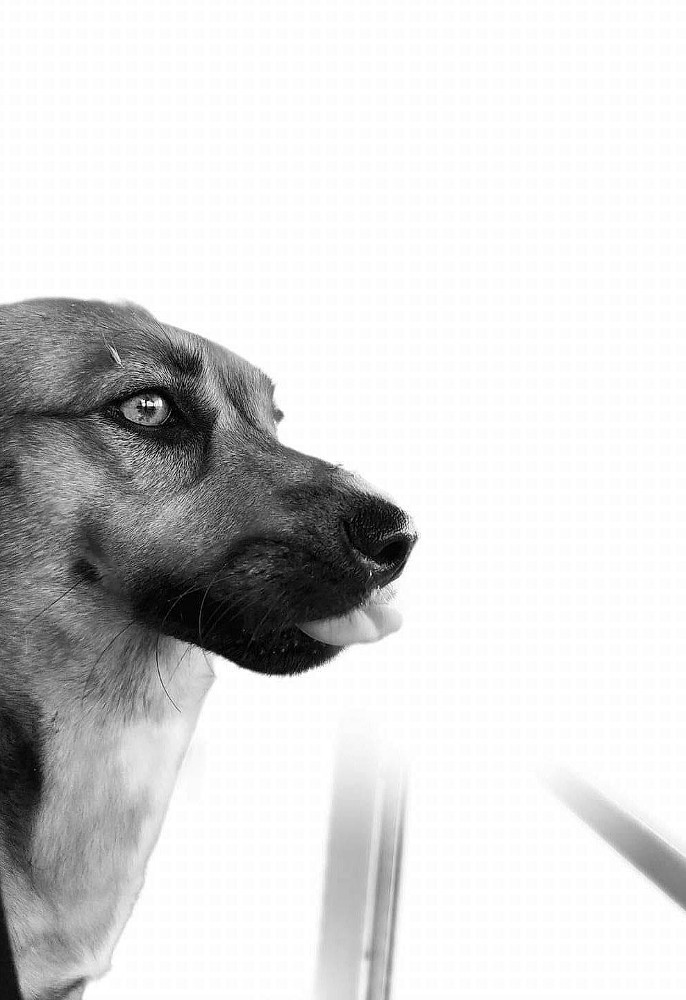 Zoey is registered to the contest to win money with this photo: canidae, carnivore, companion_dog, dog, dog_breed, ear, fawn, fur, liver, monochrome, monochrome_photography, snout, sporting_group, whiskers, working_animal, wrinkle