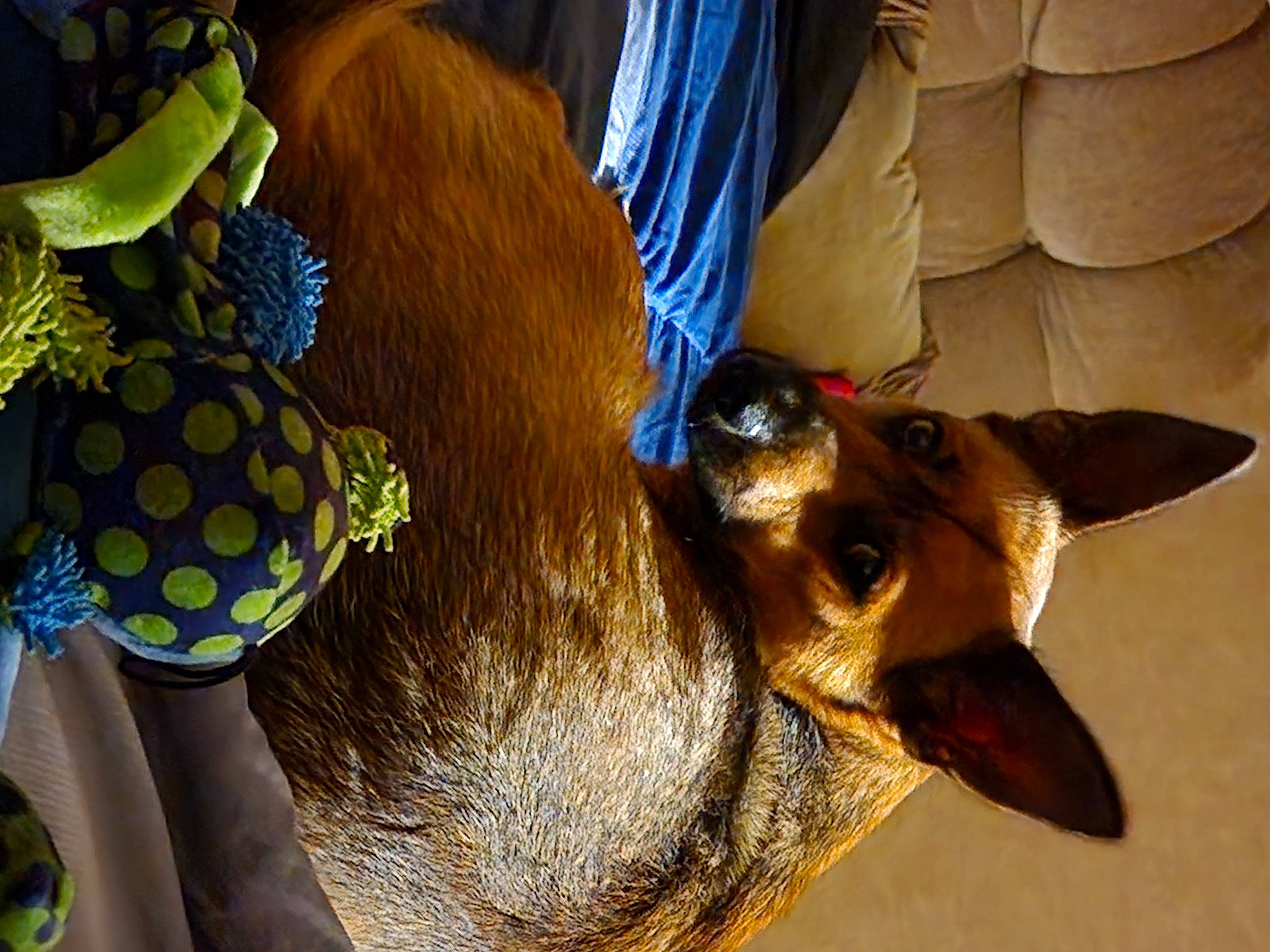 Zoey Draper is registered to the contest to win money with this photo: art, bat, carnivore, fashion_accessory, fawn, feather, felidae, fur, pollen, sculpture, small_to_medium_sized_cats, sunglasses, tail, terrestrial_animal, terrestrial_plant, turtle, whiskers, wildlife, wood, working_animal