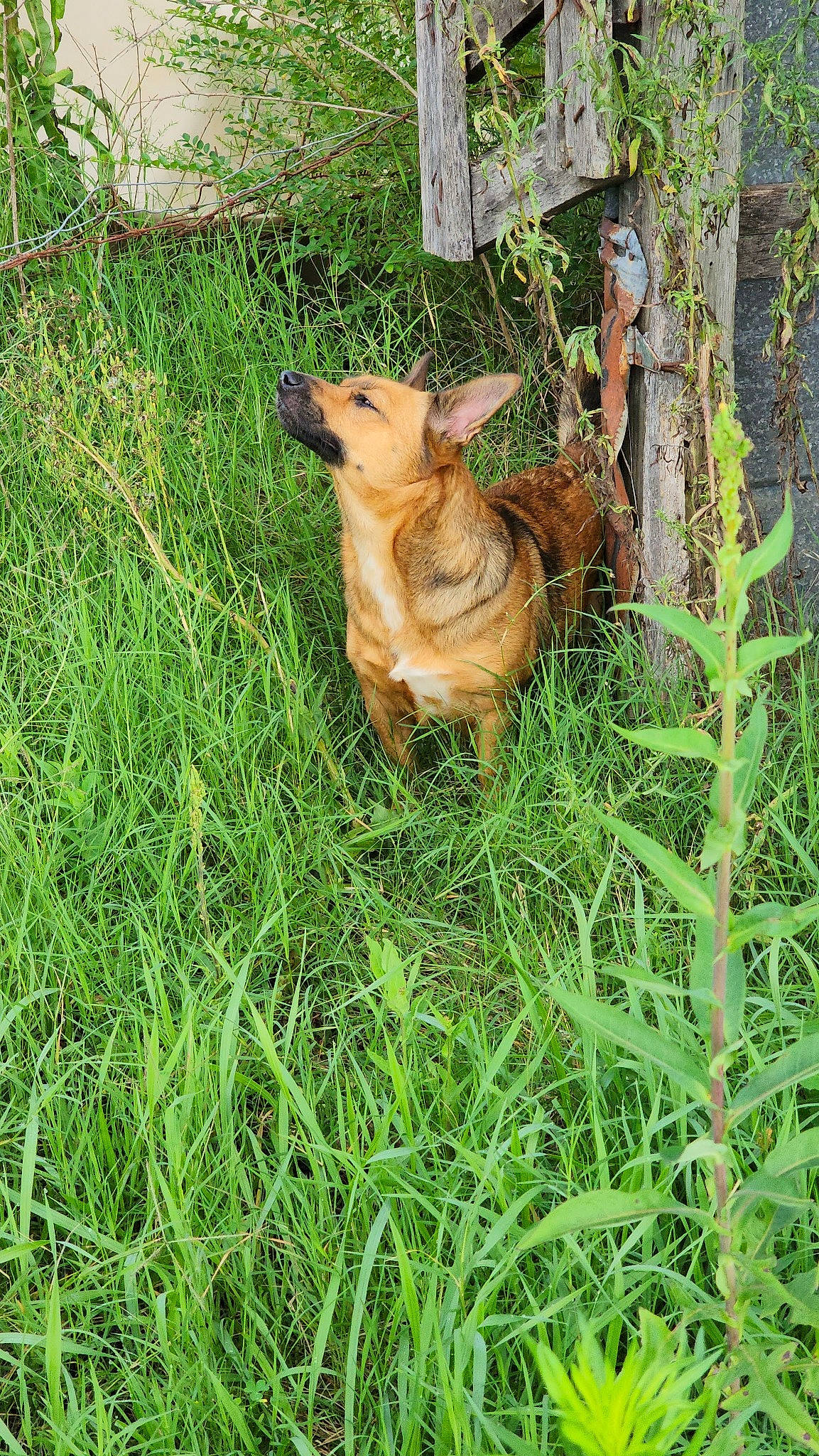 Zoey is registered to the contest to win money with this photo: canidae, carnivore, companion_dog, dog, dog_breed, fawn, felidae, grass, grass_family, groundcover, plant, small_to_medium_sized_cats, snout, sporting_group, tail, terrestrial_animal, tree, trunk, whiskers, wood