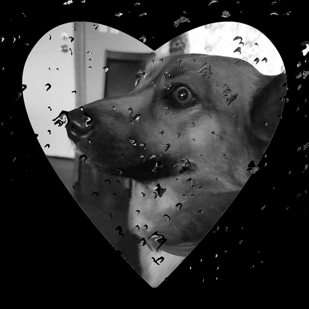 Zoey is registered to the contest to win money with this photo: art, astronomical_object, circle, darkness, event, flash_photography, font, graphic_design, graphics, heart, illustration, logo, love, monochrome, monochrome_photography, science, snout, space, still_life_photography, symbol