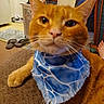 Copper is registered to the contest to win money with this photo: cat, orange_cat, tabby, pet, animal, close_up, portrait, blue_bandana, bandana, whiskers, ears, eyes, nose, indoor, home, living_room, couch, laundry_basket, sandals, funny_expression