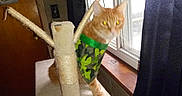 Copper is registered to the contest to win money with this photo: cat, orange_cat, pet, animal, camouflage_vest, clothing, scratching_post, cat_tree, windowsill, window, indoor, home, curtain, wood, portrait, sitting, standing, feline, cute, funny