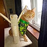 cat, orange_cat, pet, animal, camouflage_vest, clothing, scratching_post, cat_tree, windowsill, window, indoor, home, curtain, wood, portrait, sitting, standing, feline, cute, funny