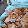 Copper is registered to the contest to win money with this photo: cat, ginger_cat, sleeping, fluffy, furry, orange, pet, animal, whiskers, paws, pink_nose, closed_eyes, relaxed, cozy, blanket, bed, scratching_post, indoors, portrait, cuddly