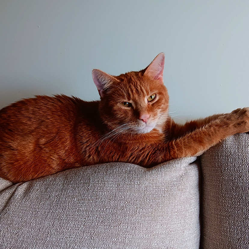 Vote Copper from War in Cutest Cat Contest - Win Prizes