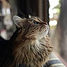 animal, calm, cat, closeup, cozy, curious, domestic, feline, fluffy, fur, indoor, looking_up, natural_light, pet, portrait, side_view, soft_focus, striped_blanket, whiskers, window