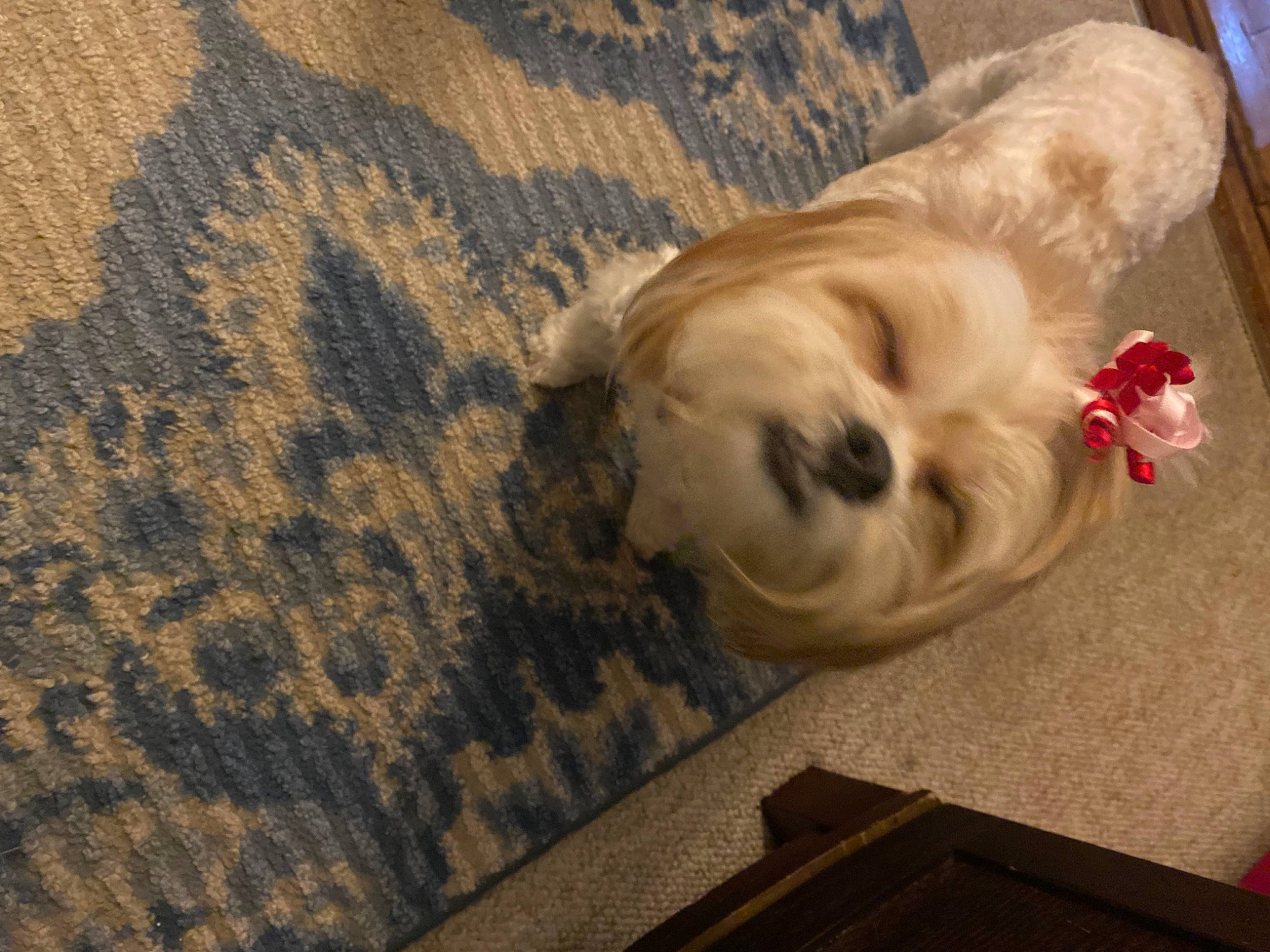 Carmella joined the competition — help win amazing prizes! carnivore, companion_dog, dog, dog_breed, dog_supply, fawn, floor, flooring, fur, hardwood, liver, pattern, pet_supply, snout, tail, toy_dog, whiskers, wood, wood_flooring, working_animal