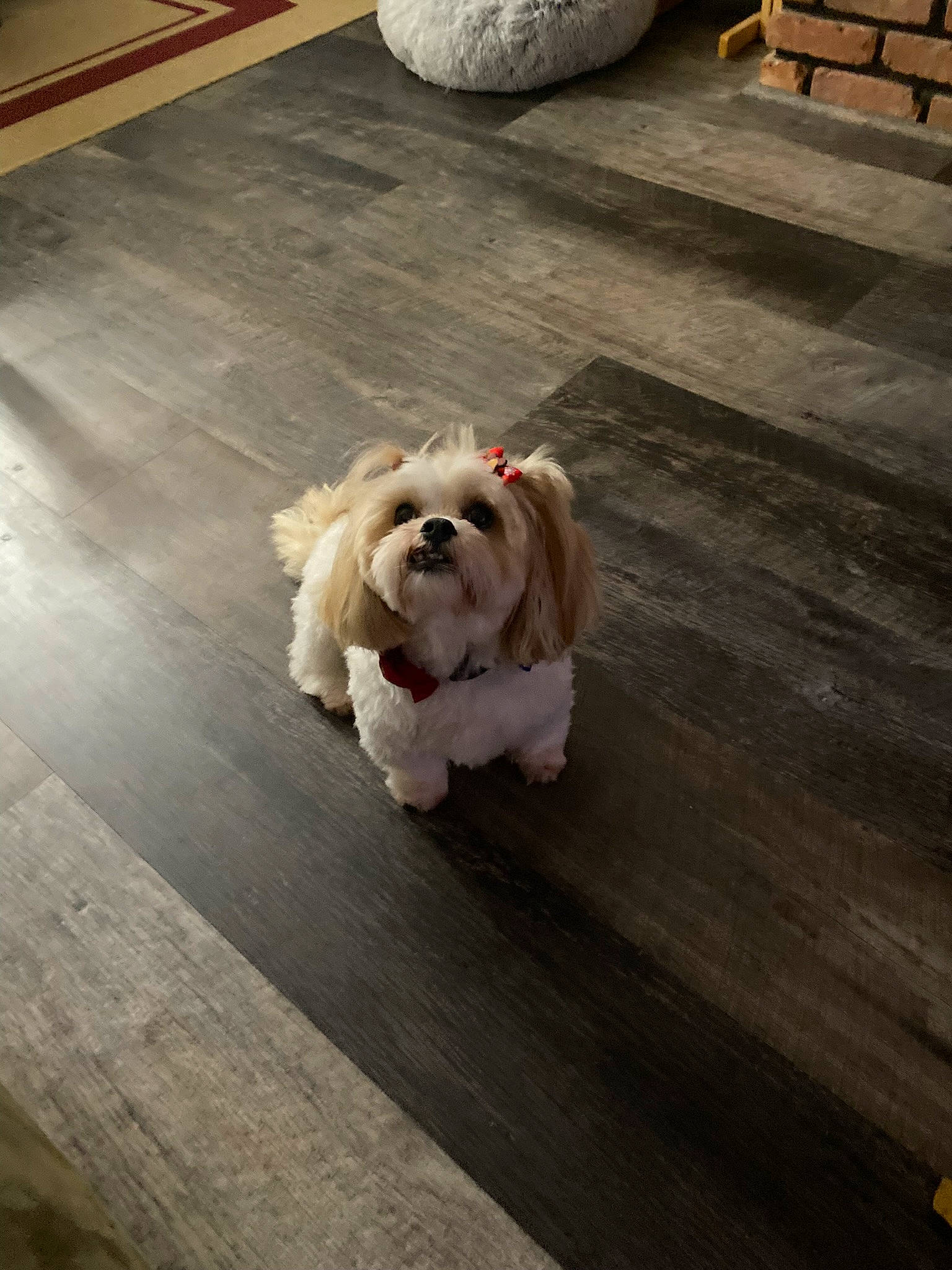 Carmella joined the competition — help win amazing prizes! canidae, carnivore, companion_dog, deck, dog, dog_breed, fawn, floor, flooring, fur, hardwood, laminate_flooring, plank, road_surface, snout, tail, toy_dog, wood, wood_flooring, working_animal