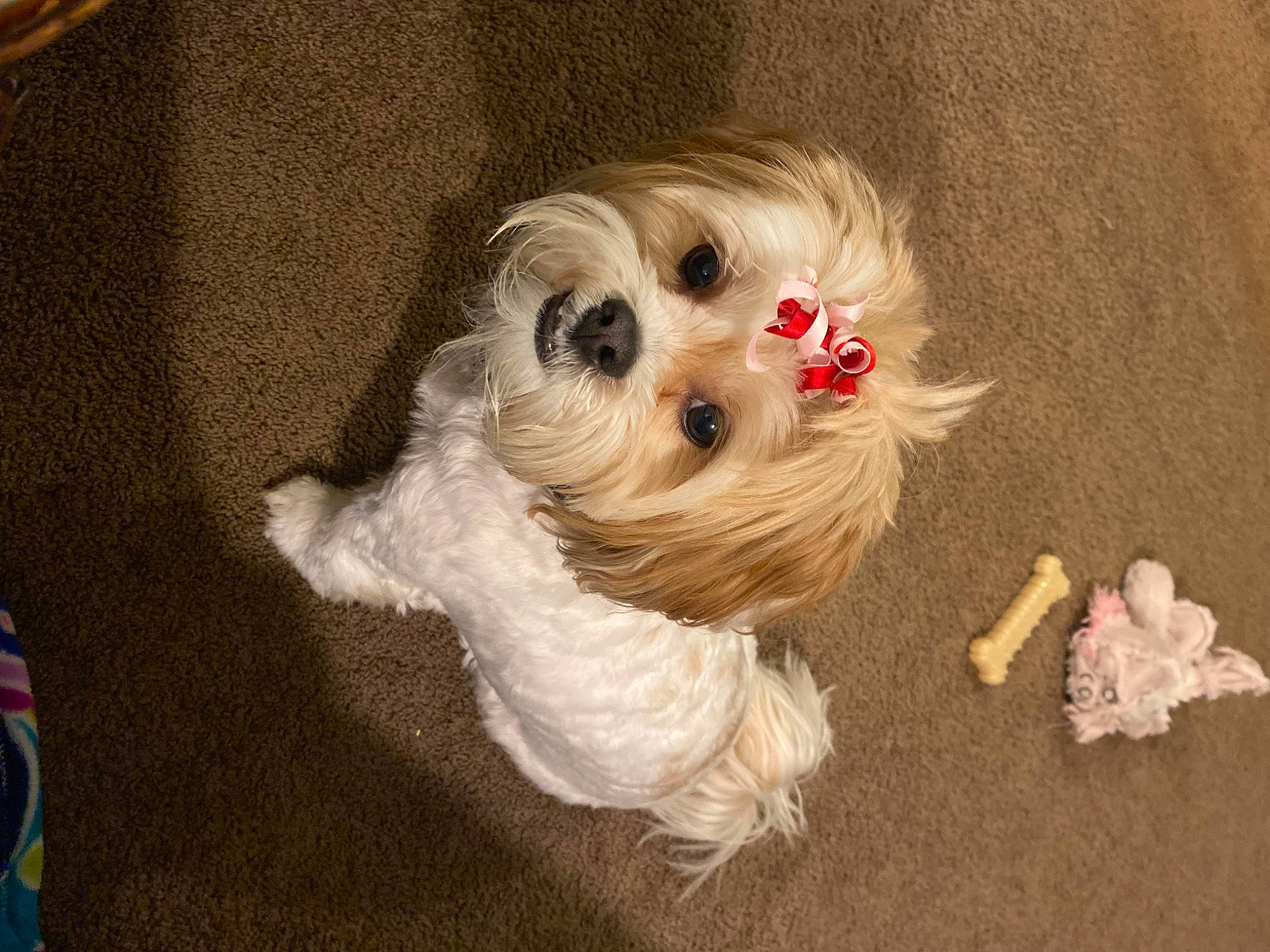 Carmella joined the competition — help win amazing prizes! canidae, carnivore, companion_dog, dog, dog_breed, dog_clothes, dog_supply, fashion_accessory, fawn, fur, paw, puppy, small_terrier, snout, sporting_group, sunglasses, terrier, toy, toy_dog, working_animal