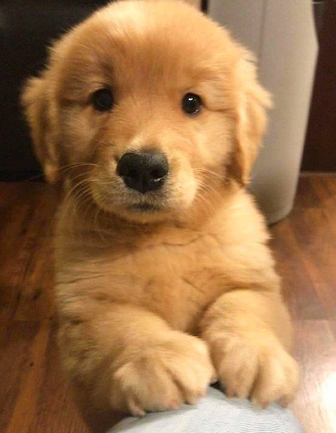 Sunny joined the competition — help win amazing prizes! ancient_dog_breeds, canidae, carnivore, companion_dog, dog, dog_breed, eye, fawn, firefighter, flooring, fur, hardwood, labrador_retriever, puppy_love, snout, sporting_group, toy_dog, whiskers, wood, working_animal