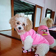 Moxie is registered to the contest to win money with this photo: dog, puppy, pink_clothing, socks, mirror, reflection, wooden_surface, indoor, cute, fluffy, happy, pet, small_dog, fur, adorable, clothing, toy_story, playful, smiling, home