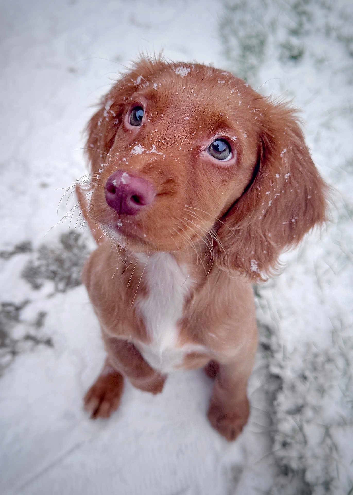 Peggy is registered to the contest to win money with this photo: puppy, dog, snow, cute, outdoor, animal, pet, fur, winter, closeup, looking_up, young, adorable, brown, whiskers, snout, ears, snowflakes, nature, playful