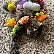 Cleo joined the competition — help win amazing prizes! cat, tabby, plush_toys, carpet, indoor, pet, animal, feline, relaxed, colorful, soft_toys, laying_down, cute, domestic, toy_collection, fur, playful, resting, cozy, whiskers