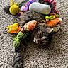 cat, tabby, plush_toys, carpet, indoor, pet, animal, feline, relaxed, colorful, soft_toys, laying_down, cute, domestic, toy_collection, fur, playful, resting, cozy, whiskers