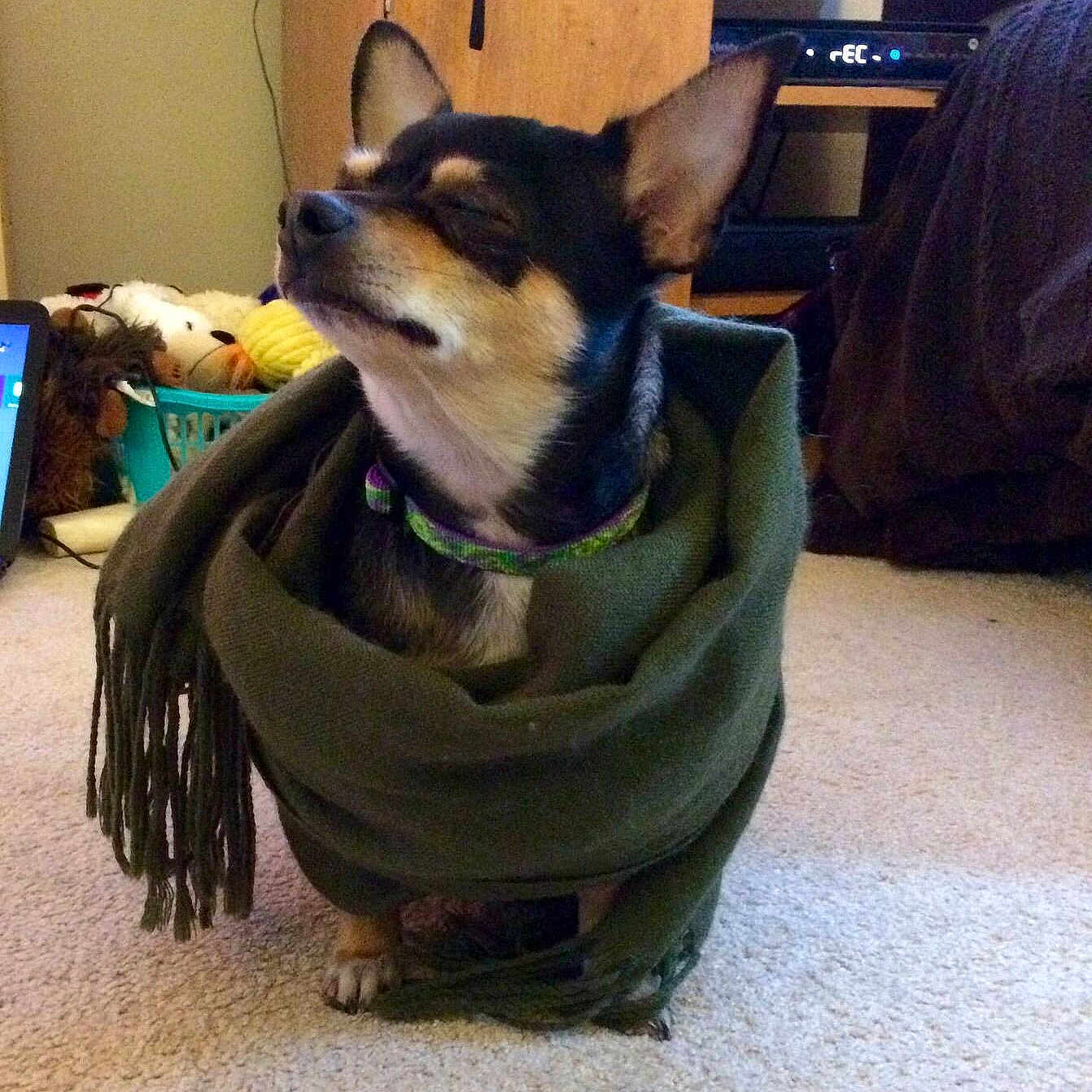 Pippy is registered to the contest to win money with this photo: