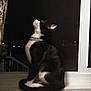 cat, black_and_white, collar, windowsill, night, indoor, pet, animal, looking_up, window, dark, city_lights, fur, whiskers, tail, domestic_cat, quiet, calm, sitting, curious