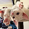 kitten, white_cat, cat_tree, paw, upside_down, indoor, living_room, furniture, playful, pet, animal, cute, fur, whiskers, ears, eyes, collar, soft, relaxed, domestic_cat