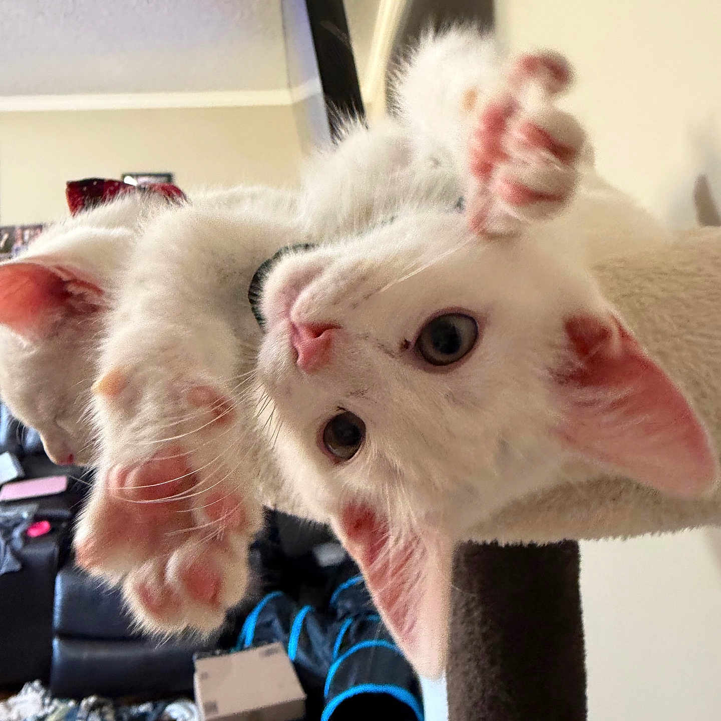 Oatmeal is registered to the contest to win money with this photo: kitten, white_cat, cat_tree, paw, upside_down, indoor, living_room, furniture, playful, pet, animal, cute, fur, whiskers, ears, eyes, collar, soft, relaxed, domestic_cat