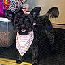 dog, black_dog, bandana, pink_bandana, bow, pink_bow, pet, happy, tail_wagging, doorway, indoor, container, dog_food, colorful_fabric, floor_mat, small_dog, fur, ears, tongue, mouth