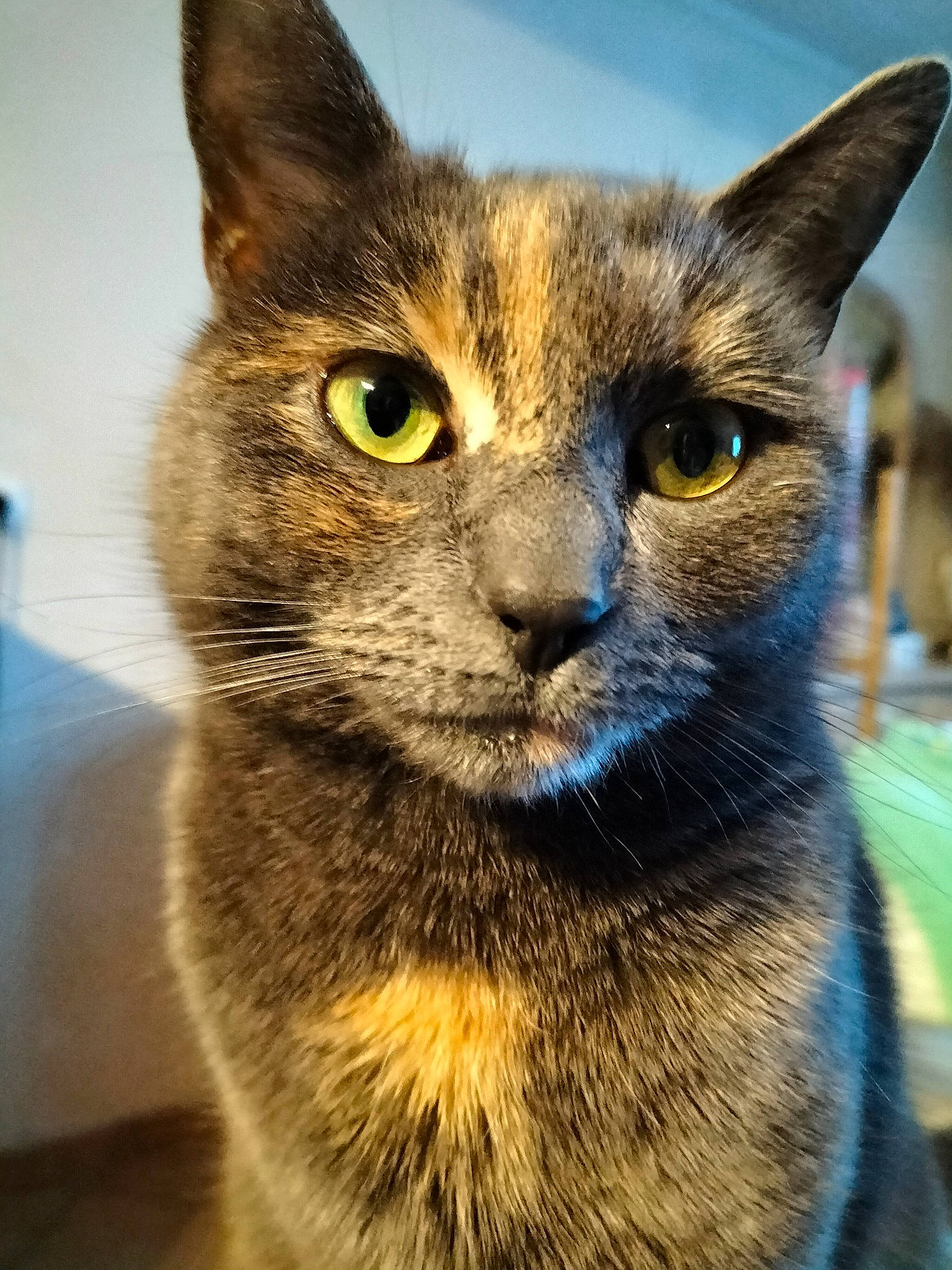 Saphir a rejoint le concours — aidez-le/la à gagner de superbes lots ! carnivore, cat, domestic_short_haired_cat, door, felidae, fur, iris, small_to_medium_sized_cats, snout, terrestrial_animal, whiskers, wildlife