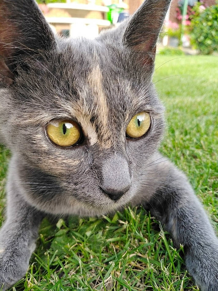 Saphir a rejoint le concours — aidez-le/la à gagner de superbes lots ! carnivore, cat, domestic_short_haired_cat, felidae, fur, grass, groundcover, plant, small_to_medium_sized_cats, snout, terrestrial_animal, whiskers, wildlife