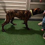 Reginald is registered to the contest to win money with this photo: dog, brindle, tail_wagging, motion_blur, artificial_grass, wall, door, person, child, footwear, night, collar, pet, indoor, shadow, human_hand, child_leg, floor, animal, blur