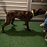 dog, brindle, tail_wagging, motion_blur, artificial_grass, wall, door, person, child, footwear, night, collar, pet, indoor, shadow, human_hand, child_leg, floor, animal, blur