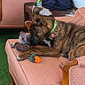 Reginald is registered to the contest to win money with this photo: dog, brindle, toy, plush_toy, sofa, pink_sofa, vintage_furniture, indoor, pet, collar, green_collar, stuffed_animal, carpet, wooden_armrest, relaxed, laying_down, sniffing, animal, domestic_animal, living_room