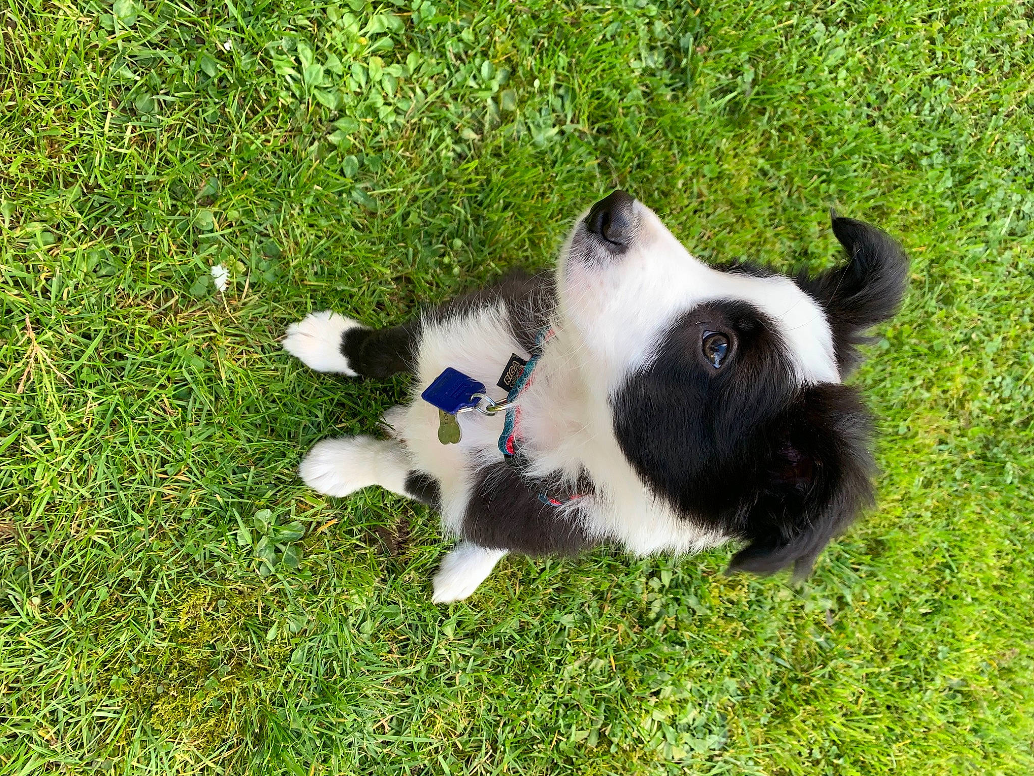 Haku a rejoint le concours — aidez-le/la à gagner de superbes lots ! border_collie, canidae, carnivore, collar, companion_dog, dog, dog_breed, fur, grass, grassland, groundcover, herbaceous_plant, herding_dog, plant, snout, sporting_group, tail, terrestrial_animal, working_animal, working_dog