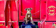 Hazel joined the competition — help win amazing prizes! puppy, dog, train, train_car, red, yellow, metal, rust, coupler, railroad_tracks, chain, window, outdoor, grass, daylight, animal, pet, sitting, closeup, vintage