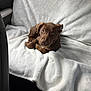 Hazel is registered to the contest to win money with this photo: puppy, dog, brown_dog, blanket, white_blanket, car_seat, pet, animal, cute, young_dog, fur, looking_up, indoors, cozy, comfort, resting, seat, collar, domestic_animal, canine