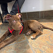 Hazel joined the competition — help win amazing prizes! puppy, dog, brown_dog, indoor, tile_floor, red_harness, pet, animal, lying_down, young_dog, floor, canine, legs, person, table, paw, tail, looking, blur, motion