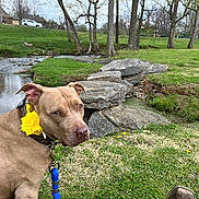 Annie Oakley is registered to the contest to win money with this photo: dog, flower, collar, leash, grass, rocks, creek, water, trees, park, outdoor, nature, greenery, footwear, leisure, pet, canine, animal, spring, scenery